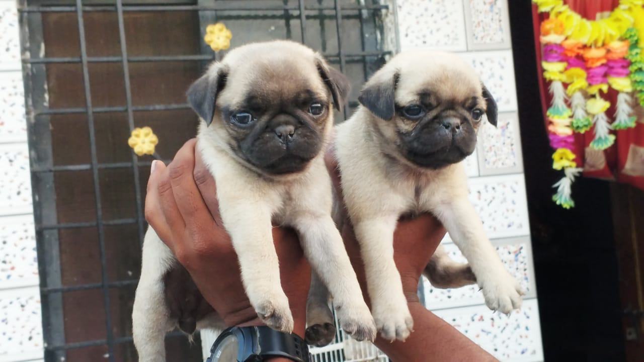 Pug price in vizag